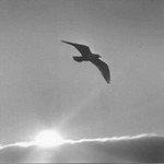 Image d'un oiseau en plein vol